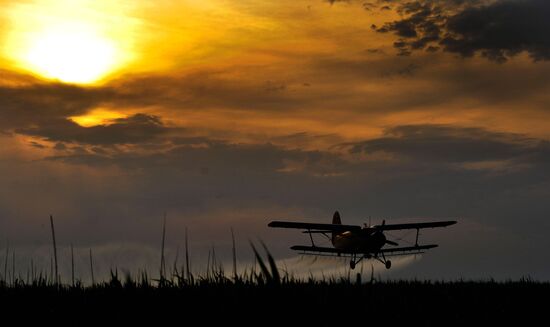 State of emergency declared in Astrakhan region due to locusts