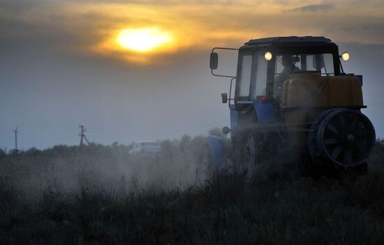 State of emergency declared in Astrakhan region due to locusts