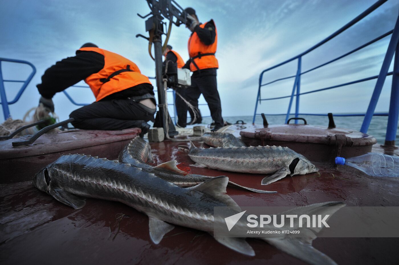 Curbing sturgeon poaching in Caspian Sea