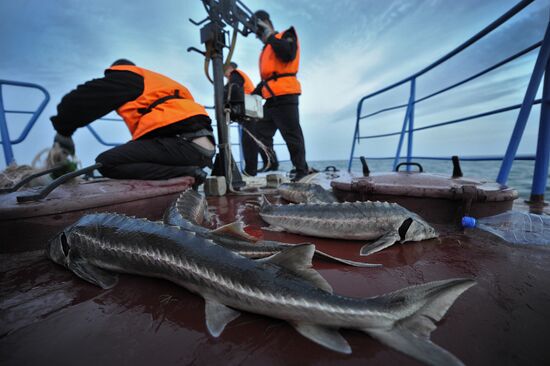 Curbing sturgeon poaching in Caspian Sea