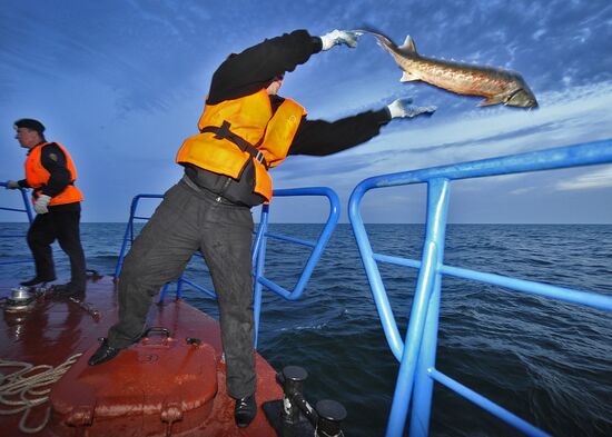 Curbing sturgeon poaching in Caspian Sea