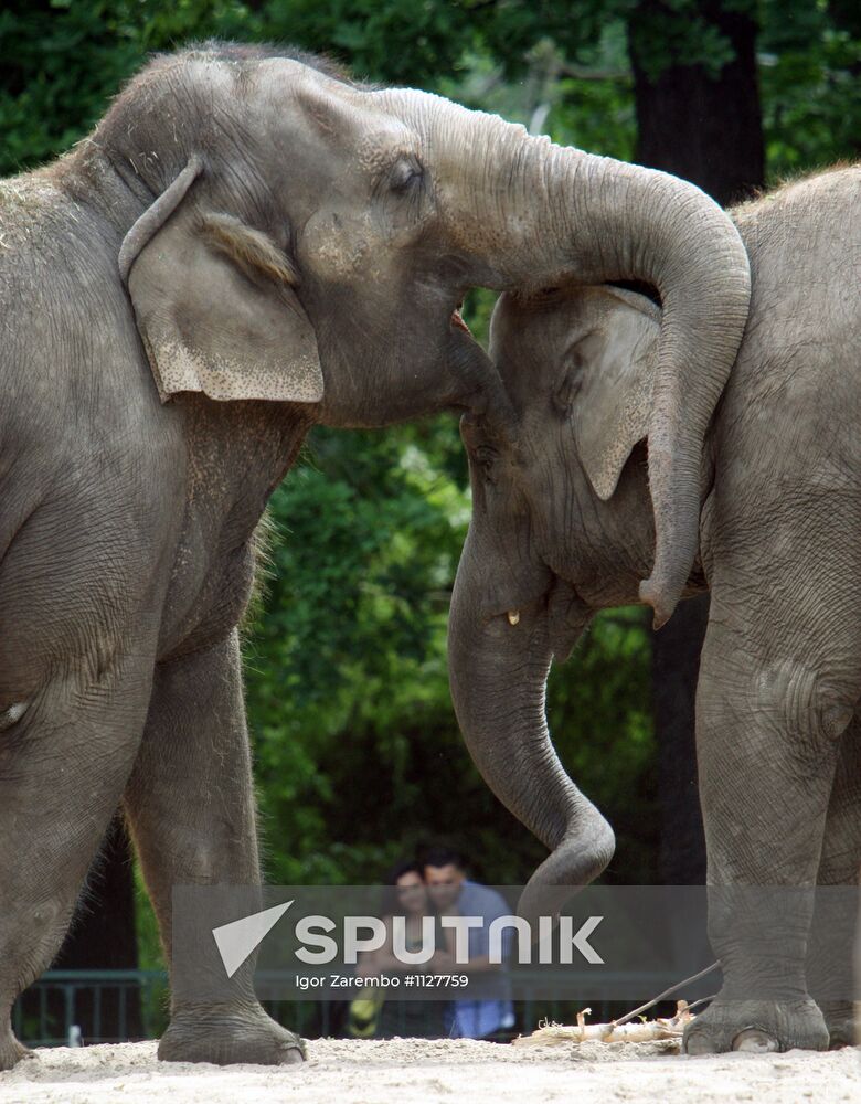 Berlin Zoo