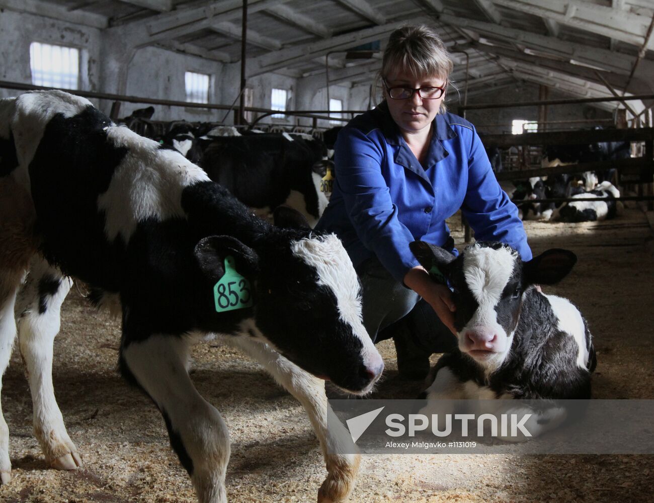 Veterinarian works at "Omsk" production farm