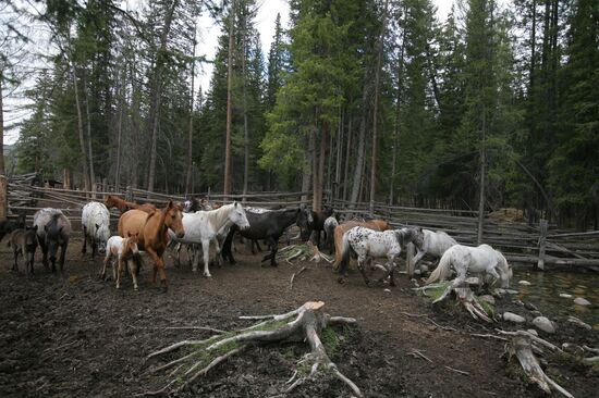 Horse breeding in Ulagansky District, the Altai Republic