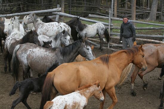 Horse breeding in Ulagansky District, Altai Territory