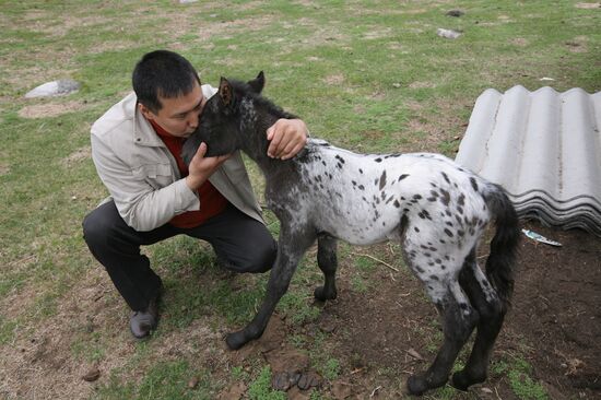Horse breeding in Ulagansky District, Altai Territory