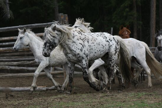 Horse breeding in Ulagansky District, Altai Territory