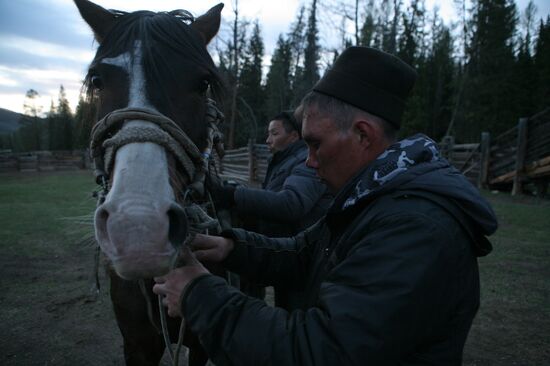 Horse breeding in Ulagansky District, the Altai Republic