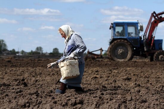 Potato planting in Bobrovka village, Omsk Region