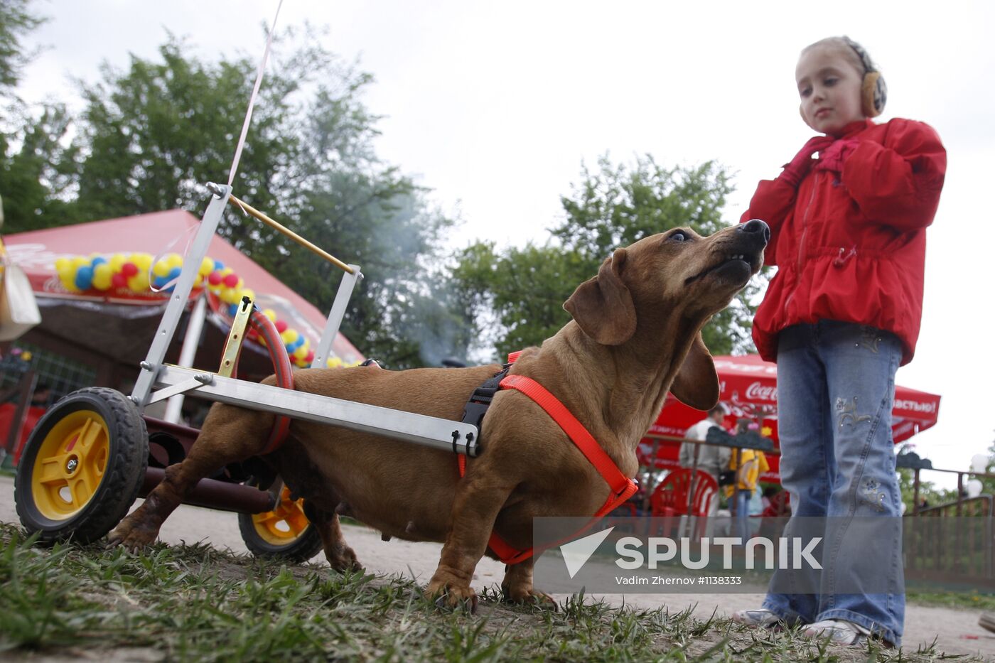 Dachshund parade in St Petersburg