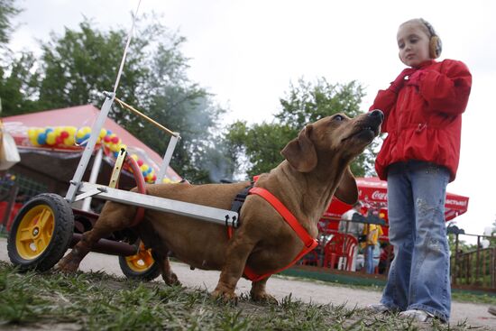 Dachshund parade in St Petersburg