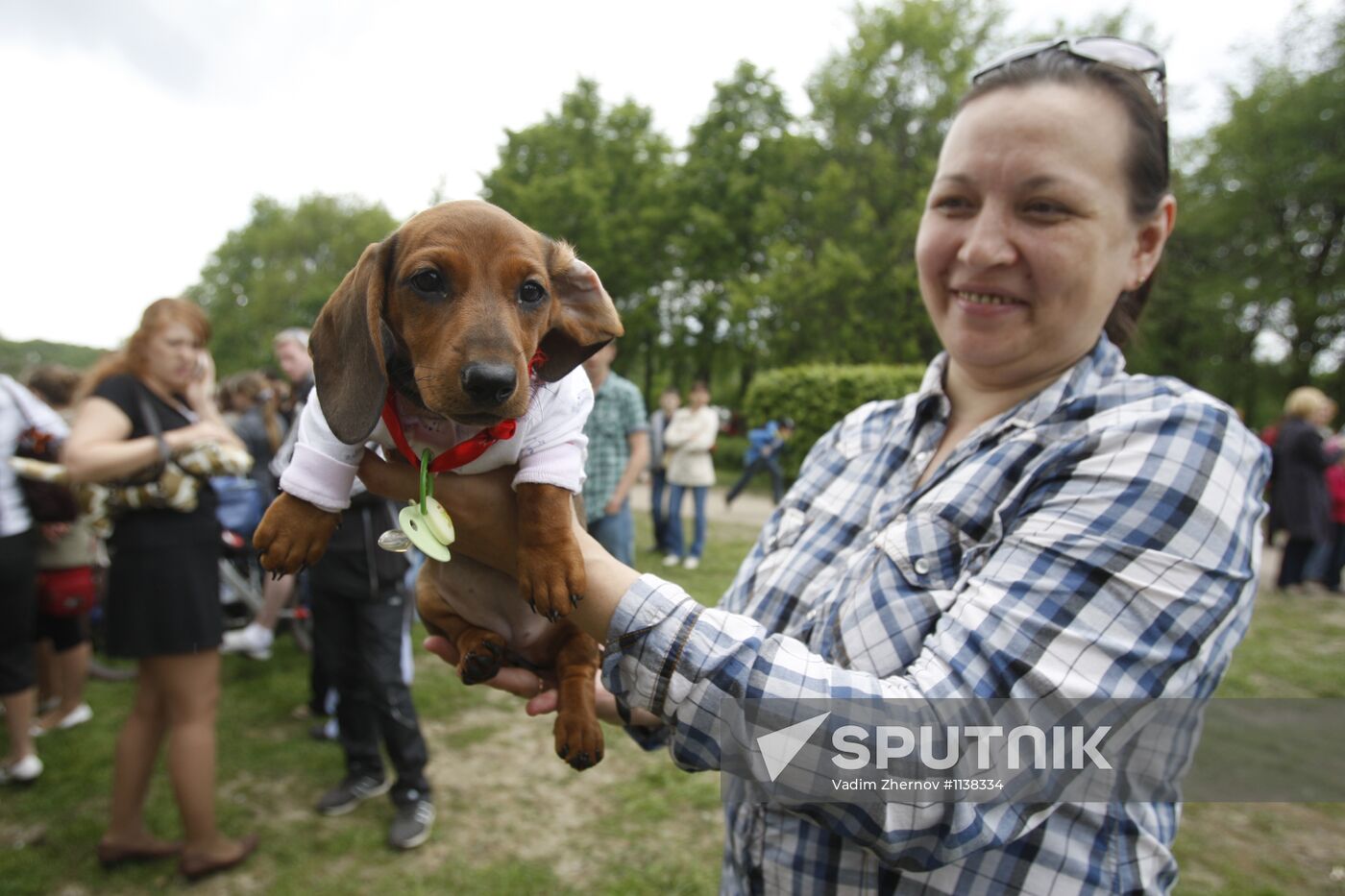Dachshund parade in St Petersburg