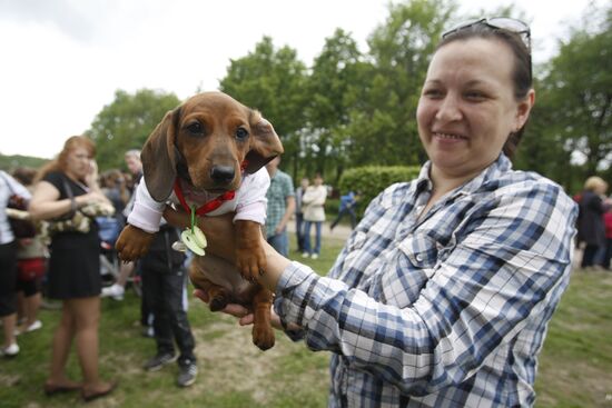 Dachshund parade in St Petersburg