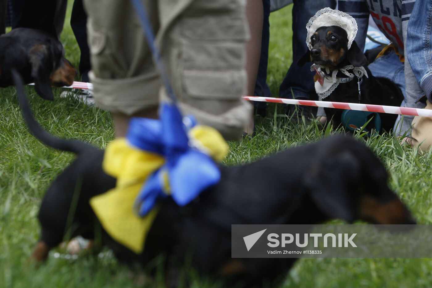 Dachshund parade in St Petersburg