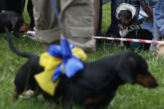 Dachshund parade in St Petersburg