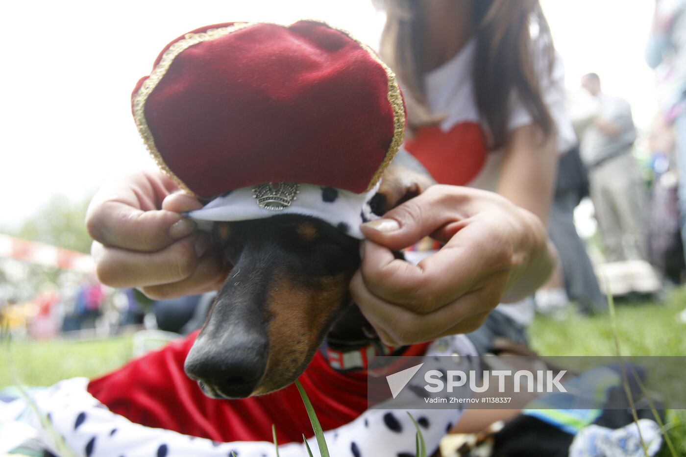 Dachshund parade in St Petersburg