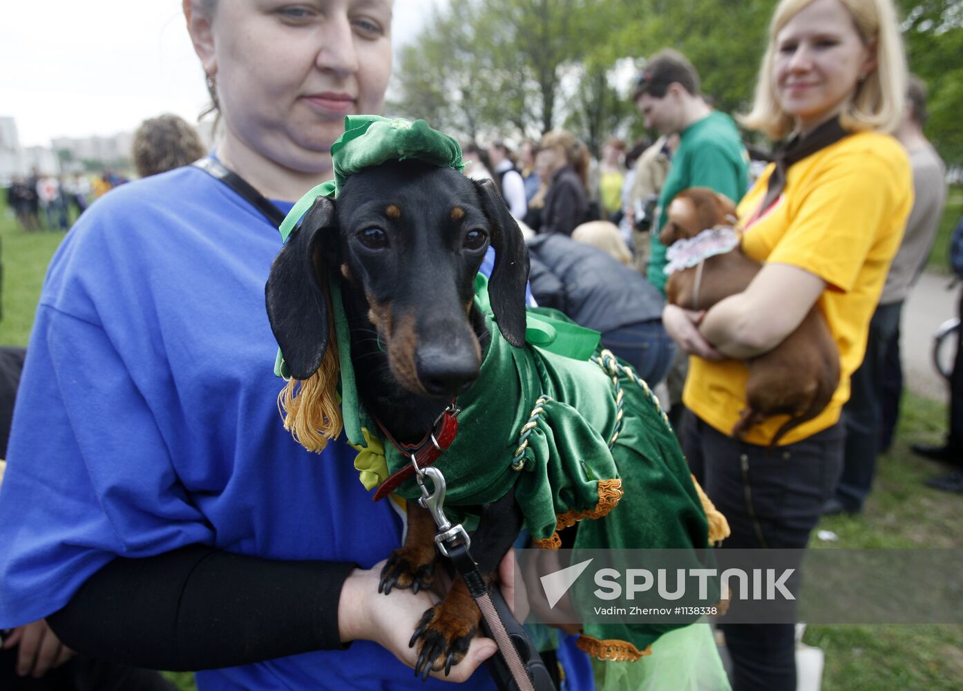 Dachshund parade in St Petersburg