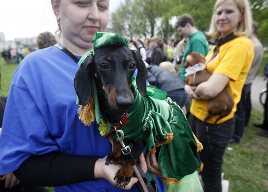 Dachshund parade in St Petersburg
