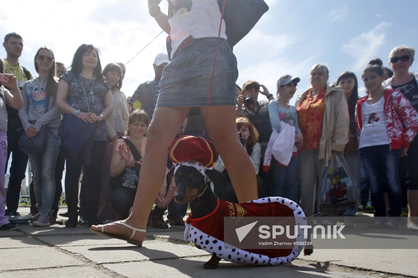 Dachshund parade in St Petersburg