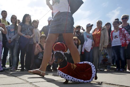 Dachshund parade in St Petersburg