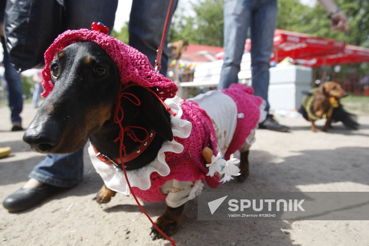 Dachshund parade in St Petersburg