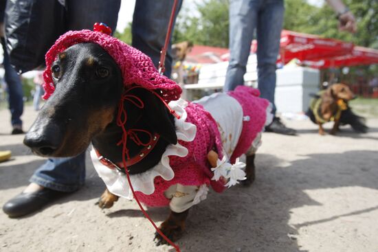 Dachshund parade in St Petersburg