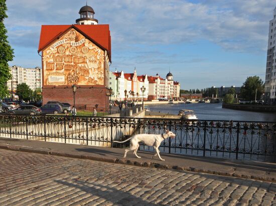 Russian cities. Kaliningrad