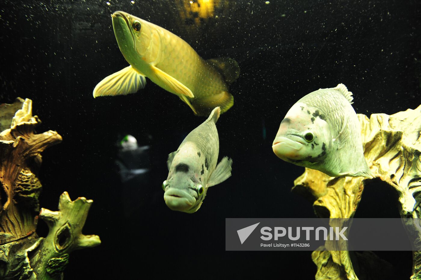 Renovated Aqua Gallery opens in Yekaterinburg
