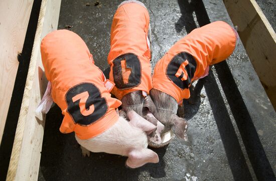 Pig races in Yekaterinburg