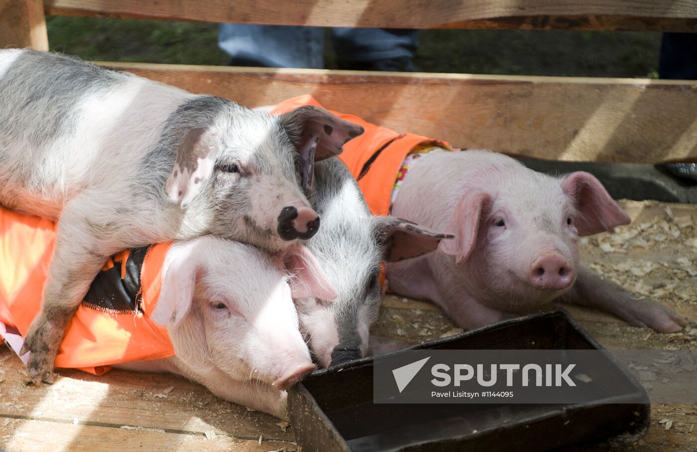 Pig races in Yekaterinburg