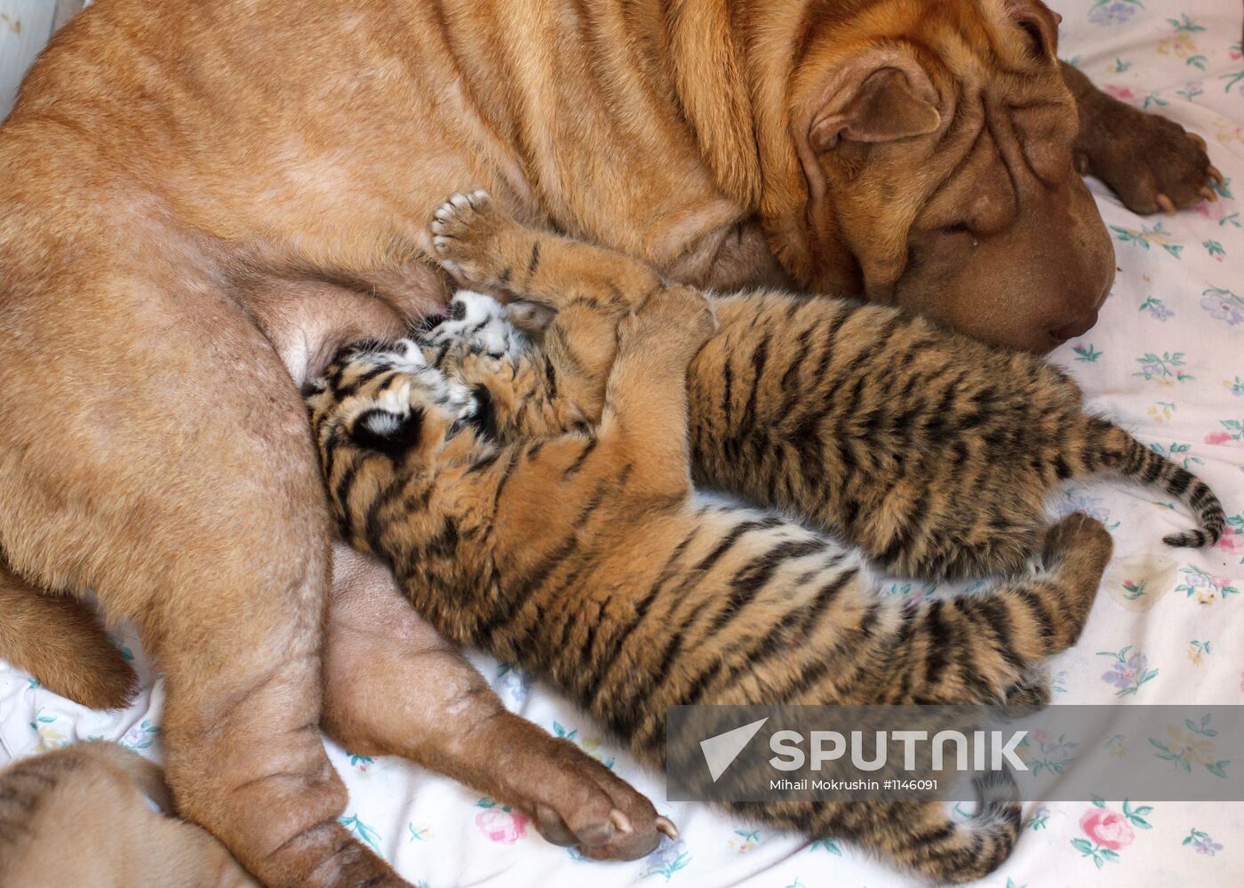 Dog nurses tiger cubs abandoned by their mother in Sochi