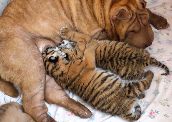 Dog nurses tiger cubs abandoned by their mother in Sochi