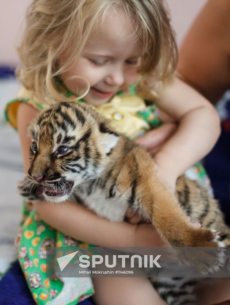 Dog nurses tiger cubs abandoned by their mother in Sochi