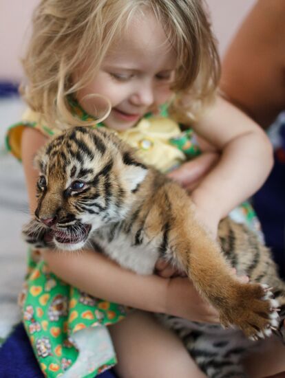 Dog nurses tiger cubs abandoned by their mother in Sochi