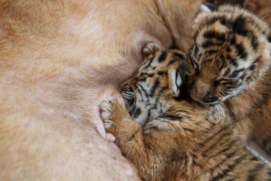 Dog nurses tiger cubs abandoned by their mother in Sochi