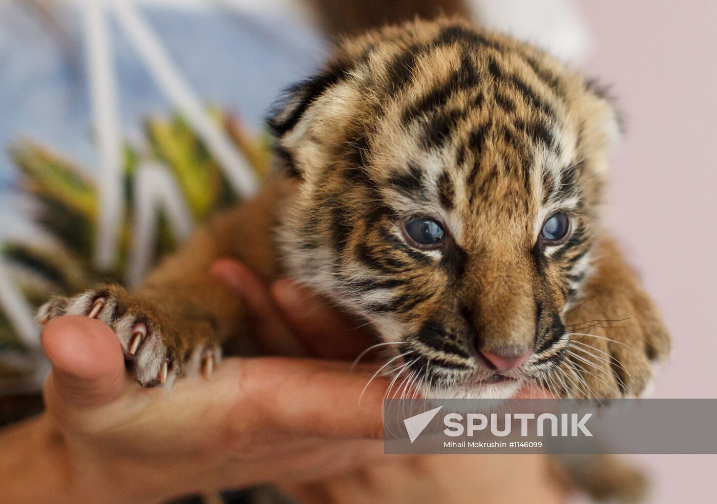 Dog nurses tiger cubs abandoned by their mother in Sochi