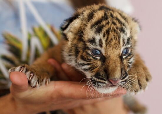 Dog nurses tiger cubs abandoned by their mother in Sochi