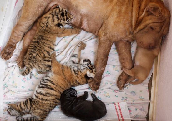 Dog nurses tiger cubs abandoned by their mother in Sochi