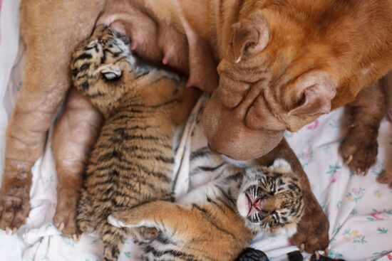 Dog nurses tiger cubs abandoned by their mother in Sochi