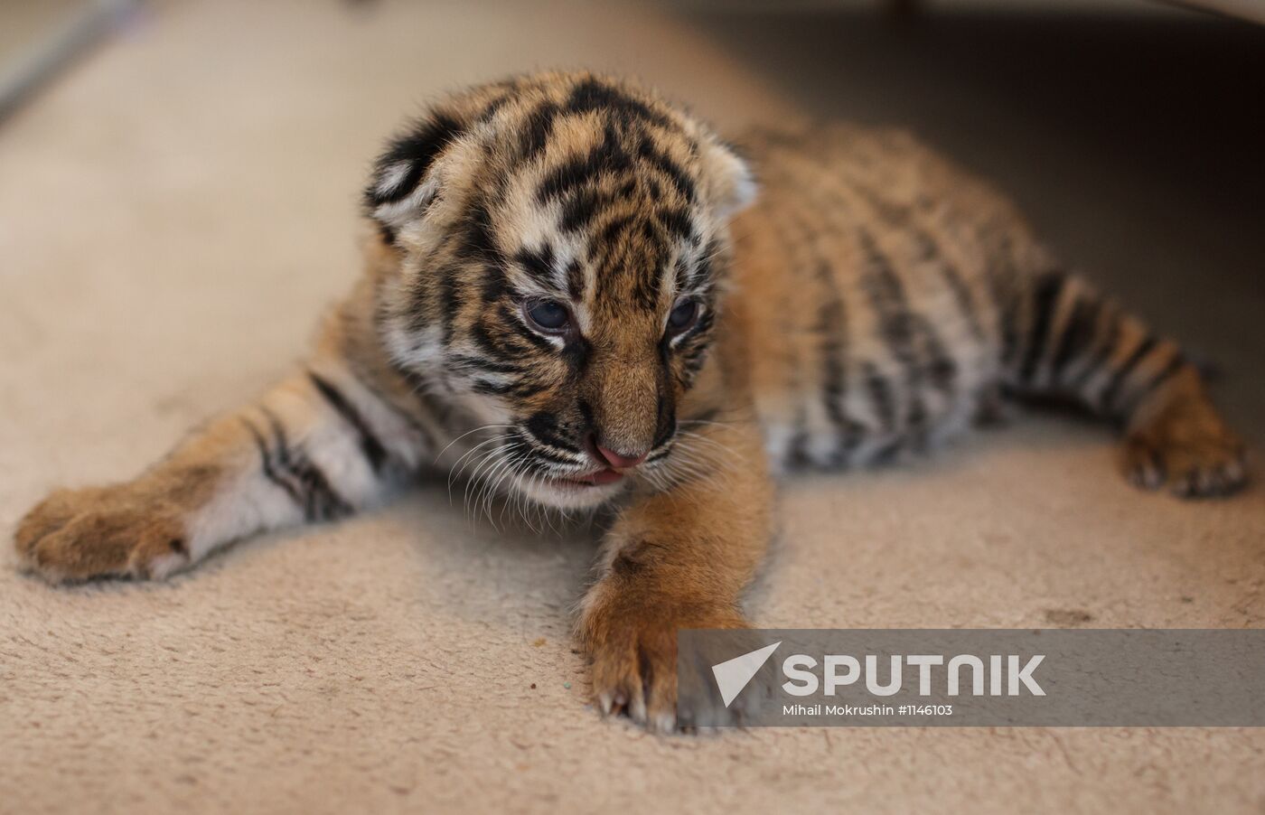 Dog nurses tiger cubs abandoned by their mother in Sochi