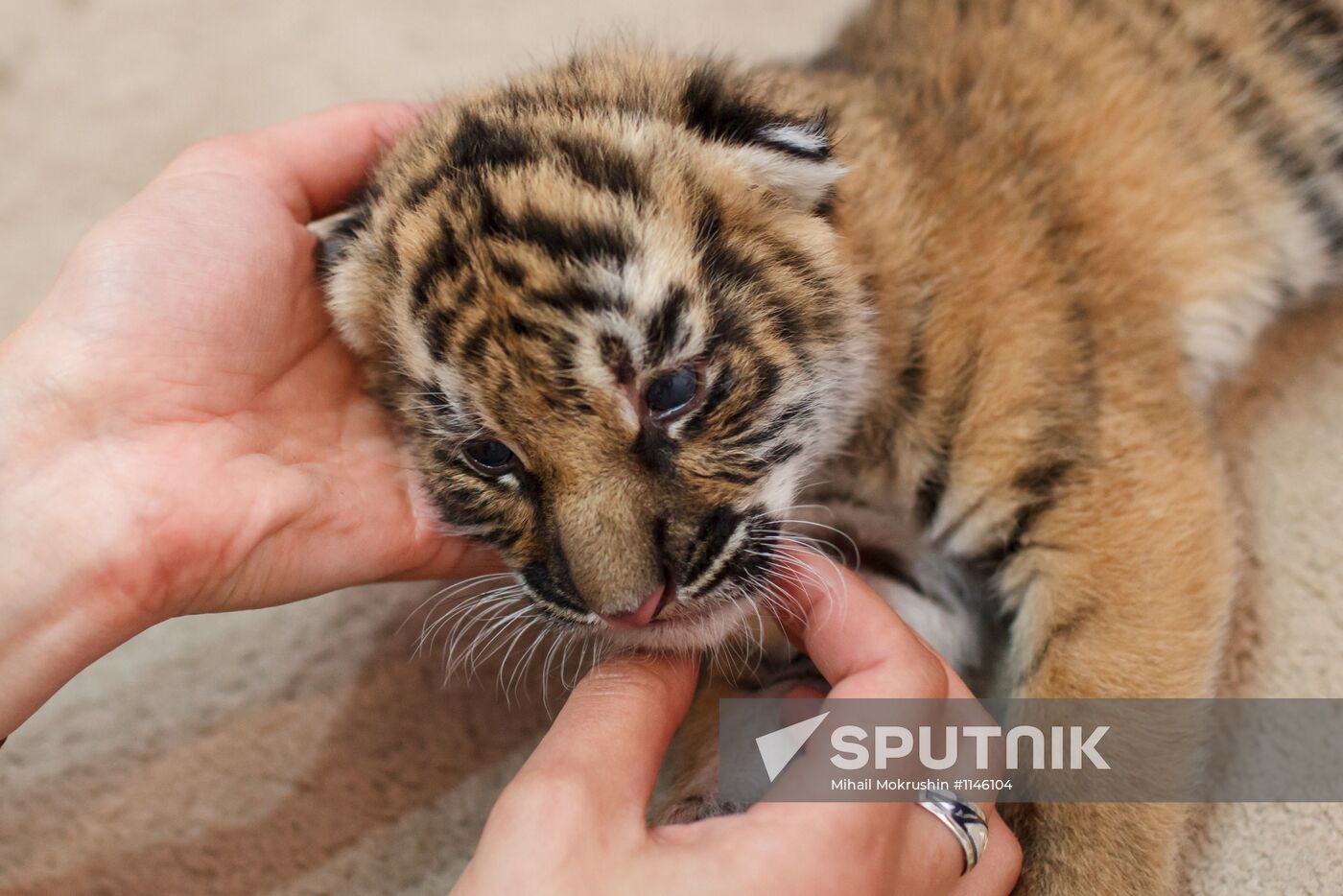 Dog nurses tiger cubs abandoned by their mother in Sochi