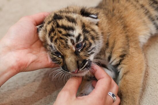 Dog nurses tiger cubs abandoned by their mother in Sochi