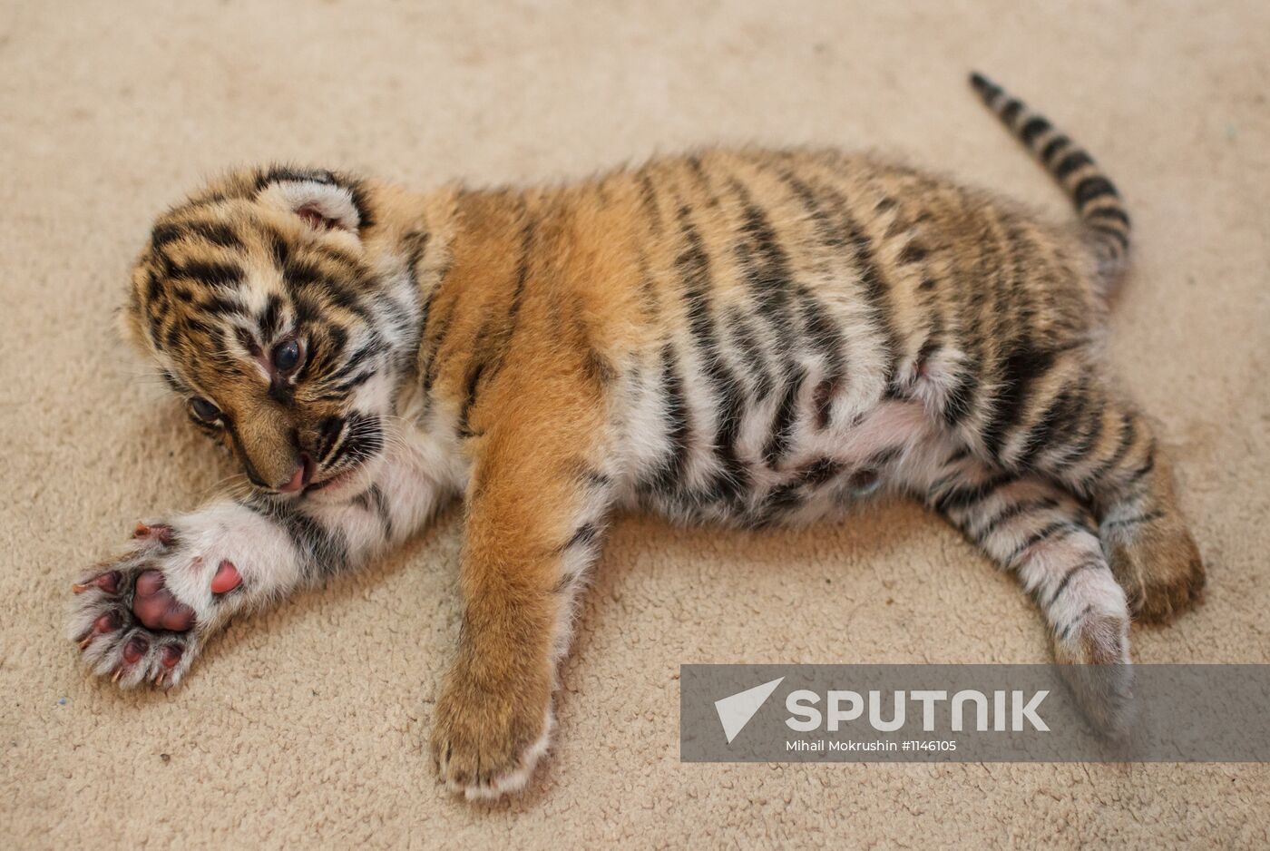 Dog nurses tiger cubs abandoned by their mother in Sochi