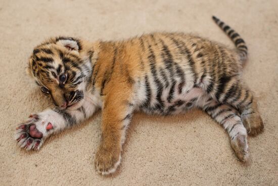 Dog nurses tiger cubs abandoned by their mother in Sochi