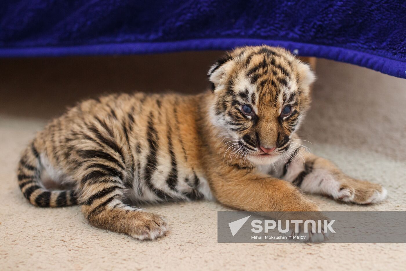 Dog nurses tiger cubs abandoned by their mother in Sochi