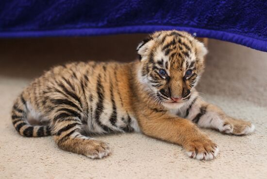 Dog nurses tiger cubs abandoned by their mother in Sochi