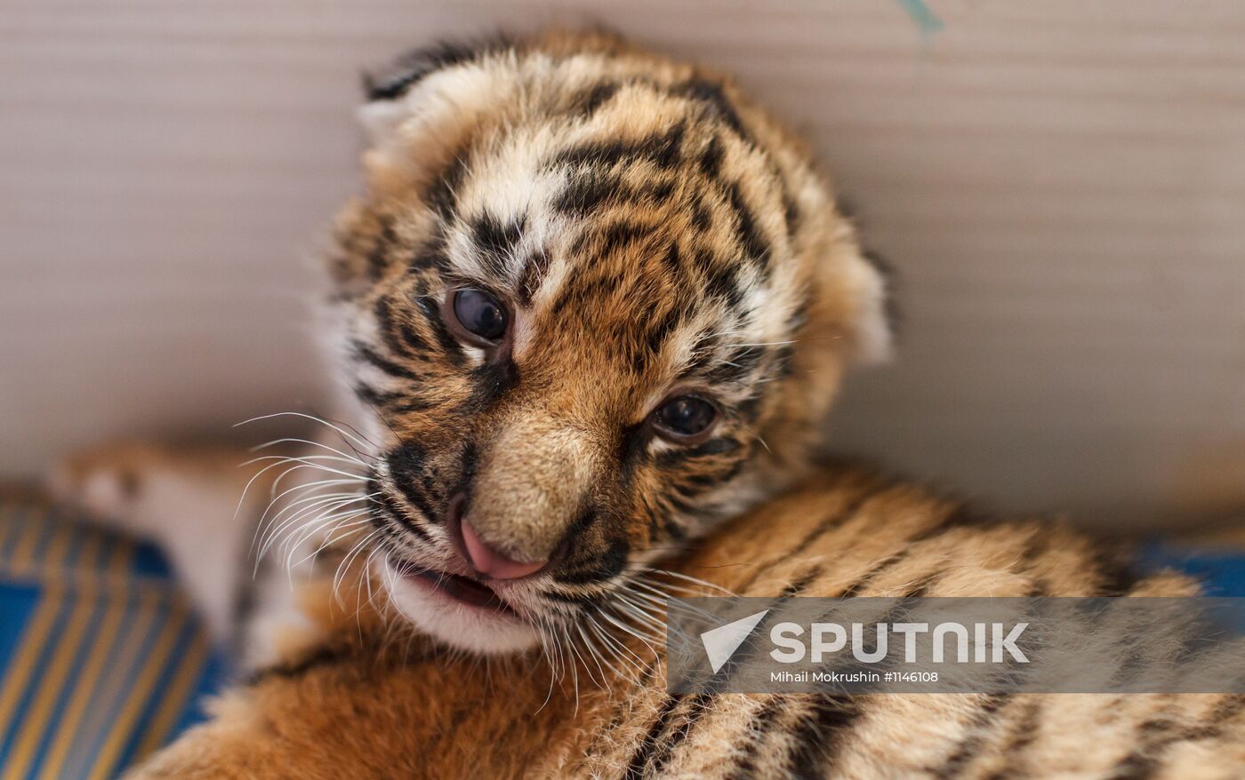 Dog nurses tiger cubs abandoned by their mother in Sochi