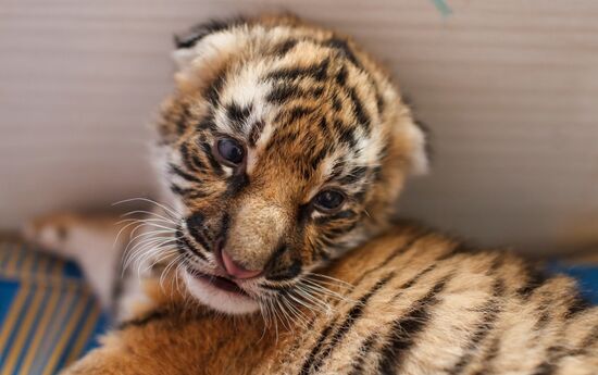 Dog nurses tiger cubs abandoned by their mother in Sochi