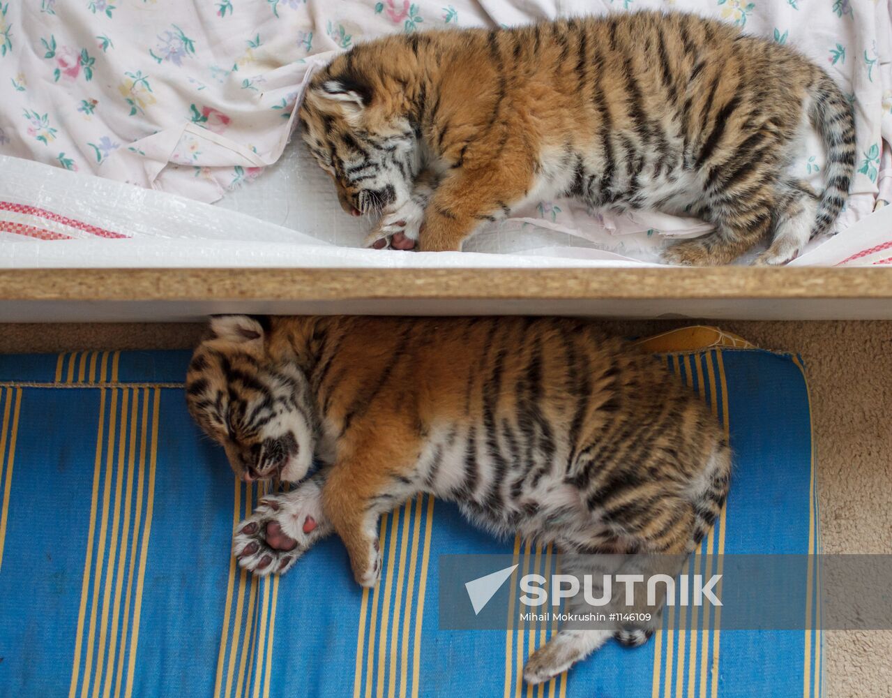 Dog nurses tiger cubs abandoned by their mother in Sochi
