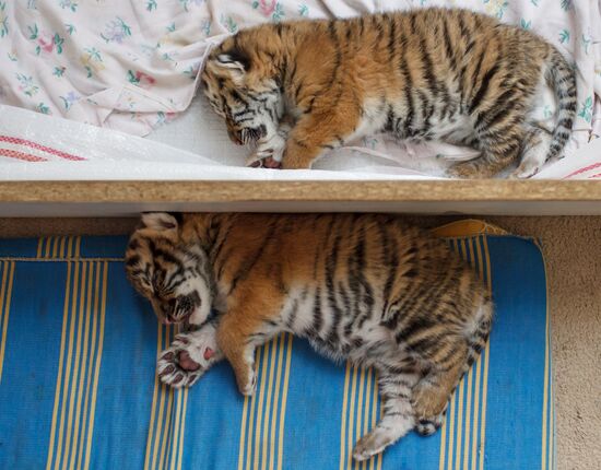 Dog nurses tiger cubs abandoned by their mother in Sochi